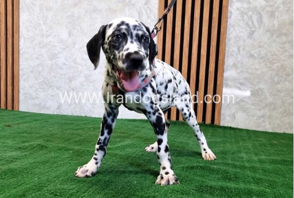 twlh-dalmyshn-dalmation-200_5