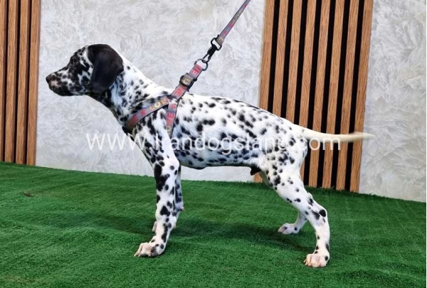 twlh-dalmyshn-dalmation-200_6