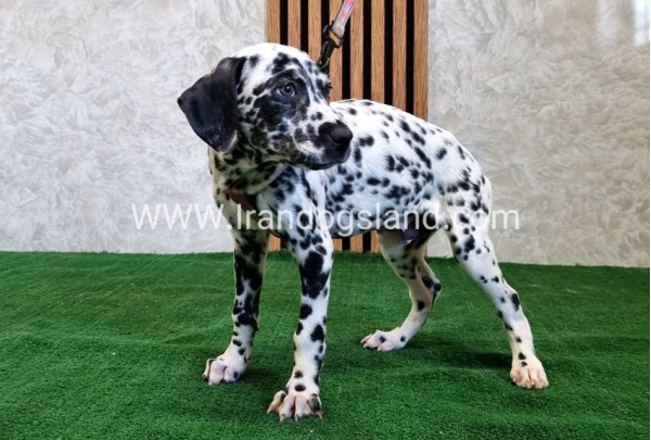 twlh-dalmyshn-dalmation-200_7
