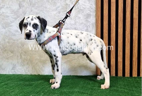 twlh-dalmyshn-dalmation-202_2