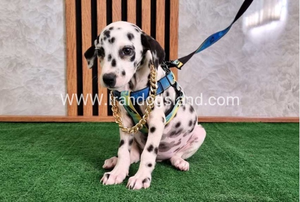 twlh-dalmyshn-dalmation-204_3