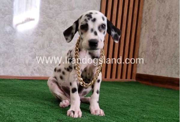 twlh-dalmyshn-dalmation-204_6