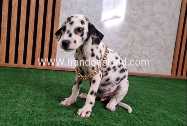 twlh-dalmyshn-dalmation-204_8