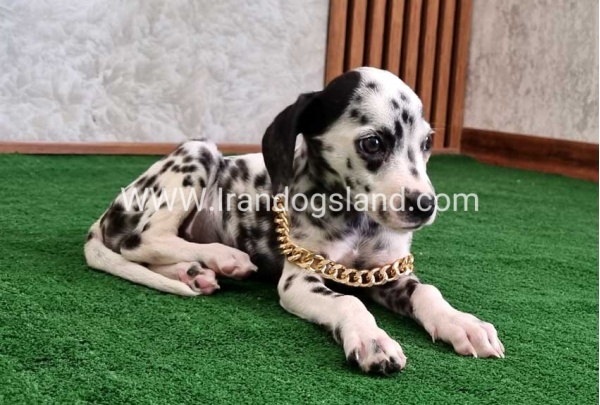 twlh-dalmyshn-dalmation-206_2