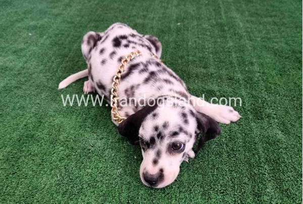 twlh-dalmyshn-dalmation-206_3