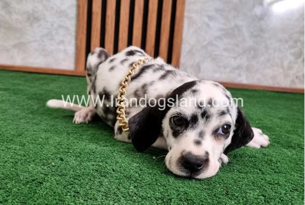 twlh-dalmyshn-dalmation-206_4