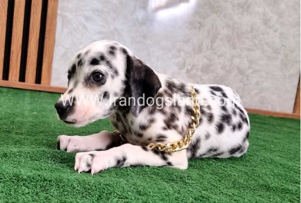 twlh-dalmyshn-dalmation-206_5