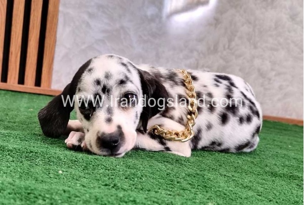 twlh-dalmyshn-dalmation-206_6