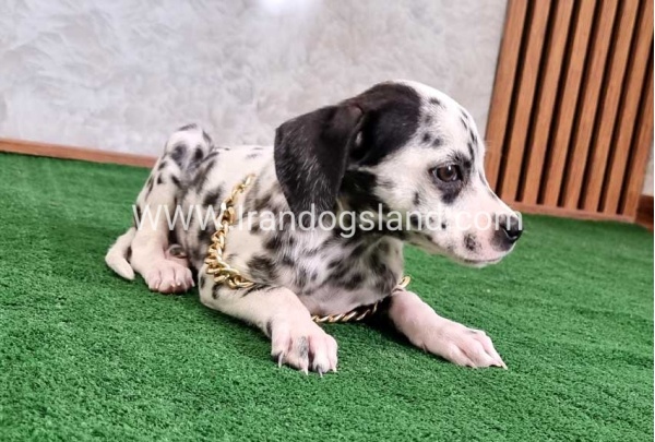 twlh-dalmyshn-dalmation-206_7