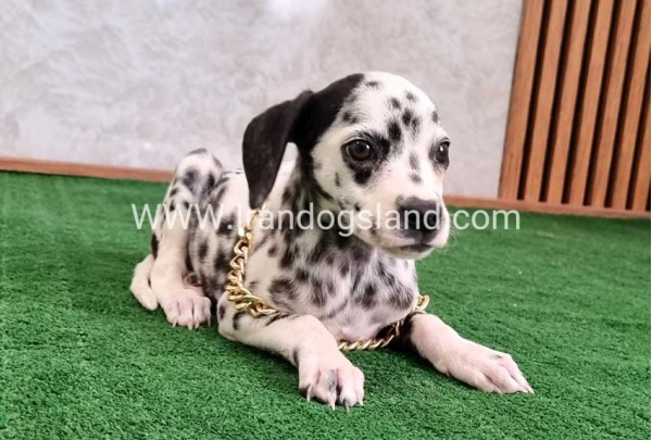 twlh-dalmyshn-dalmation-206_8