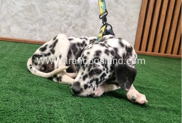 twlh-dalmyshn-dalmation-207_2