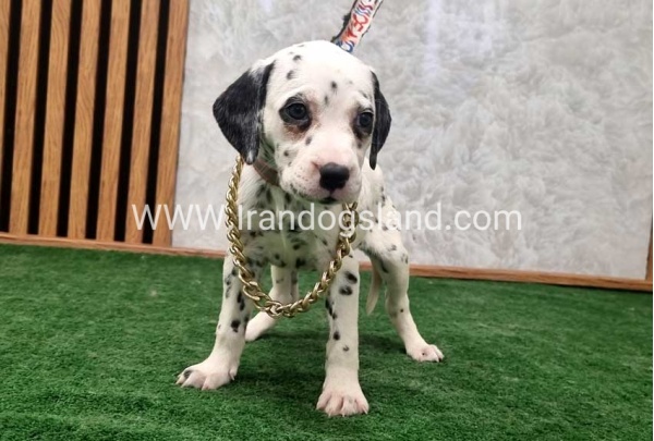 twlh-dalmyshn-dalmation-209_1_638776817