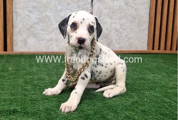 twlh-dalmyshn-dalmation-209_5_816403655