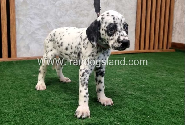 twlh-dalmyshn-dalmation-210_5
