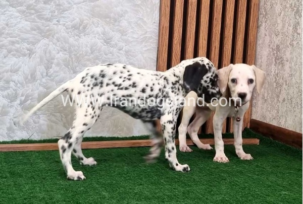 twlh-dalmyshn-dalmation-212_3