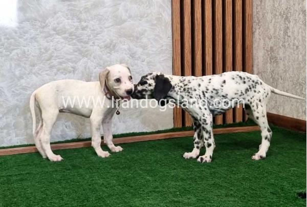 twlh-dalmyshn-dalmation-212_4