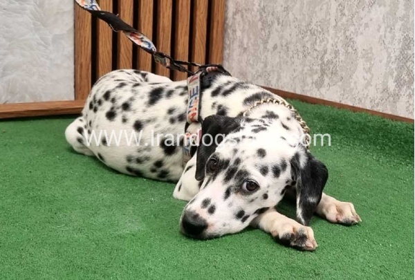 twlh-dalmyshn-dalmation-213_1