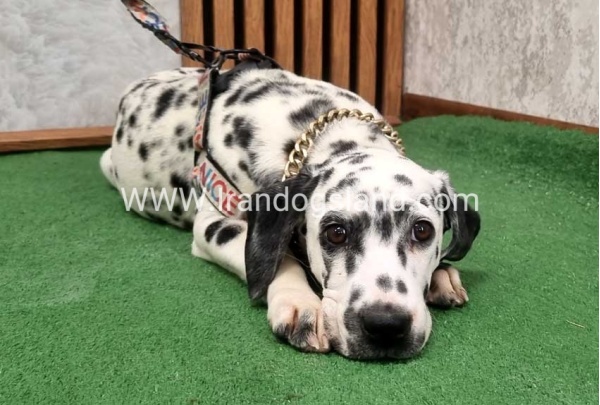 twlh-dalmyshn-dalmation-213_11
