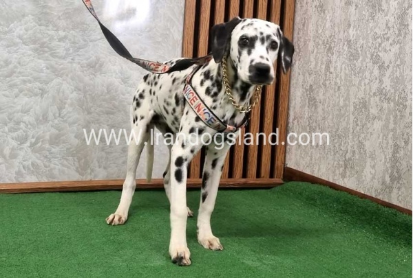 twlh-dalmyshn-dalmation-213_2