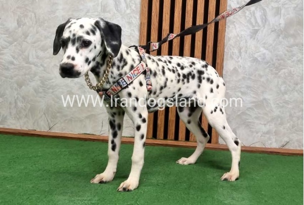 twlh-dalmyshn-dalmation-213_3