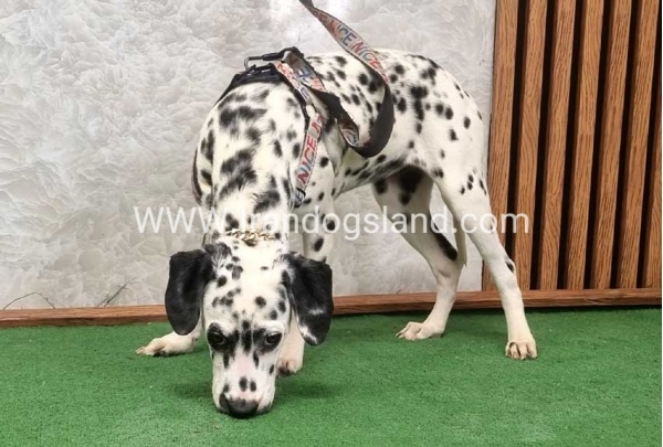 twlh-dalmyshn-dalmation-213_4
