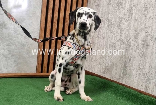 twlh-dalmyshn-dalmation-213_5