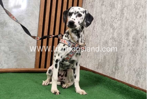 twlh-dalmyshn-dalmation-213_6
