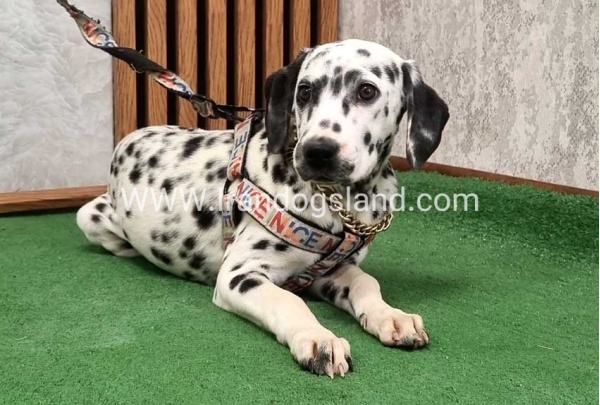 twlh-dalmyshn-dalmation-213_8