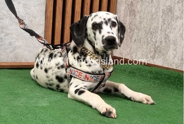 twlh-dalmyshn-dalmation-213_9