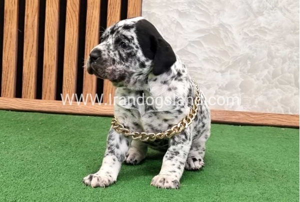 twlh-dalmyshn-dalmation-214_4