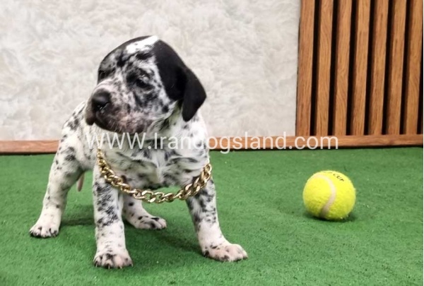 twlh-dalmyshn-dalmation-214_8