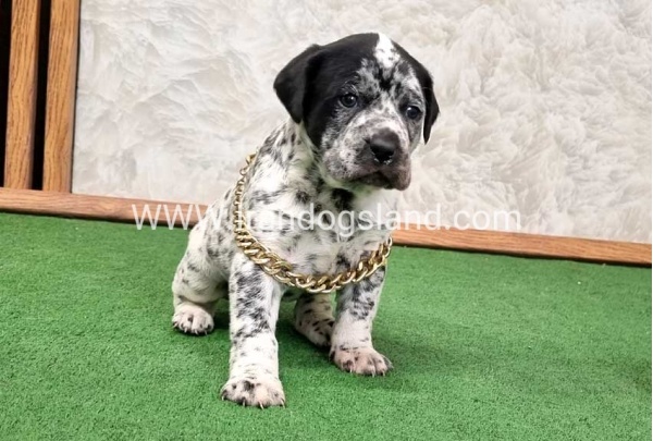 twlh-dalmyshn-dalmation-214_9