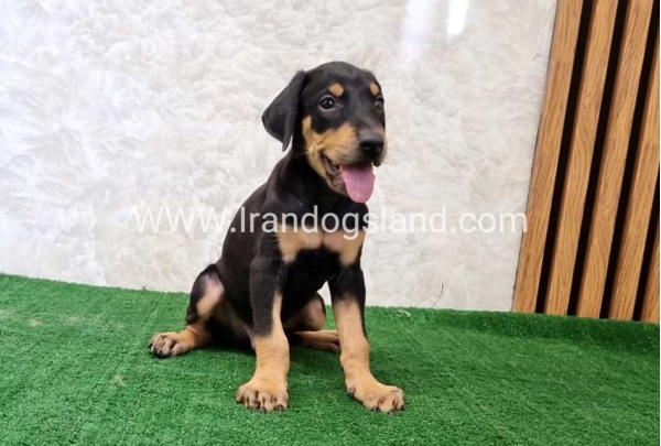 twlh-dwbrmn-doberman-133_1