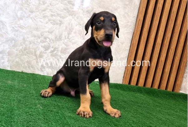 twlh-dwbrmn-doberman-133_2
