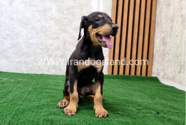 twlh-dwbrmn-doberman-133_3