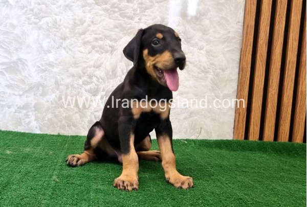 twlh-dwbrmn-doberman-133_4