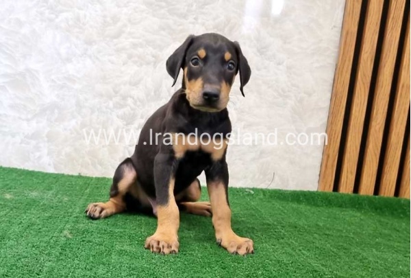 twlh-dwbrmn-doberman-133_5