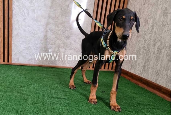 twlh-dwbrmn-doberman-136_1
