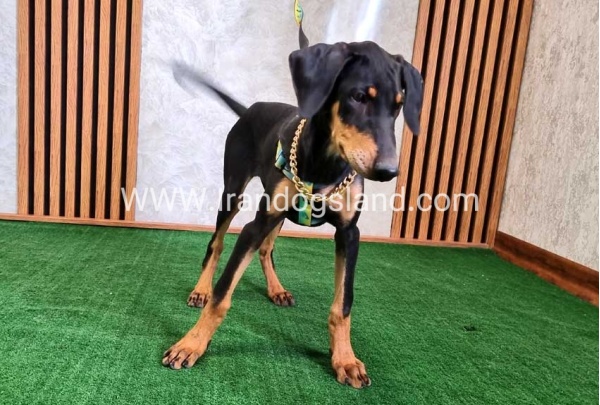 twlh-dwbrmn-doberman-136_10
