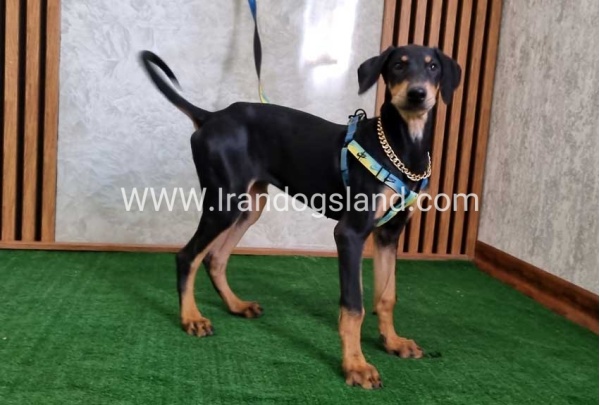 twlh-dwbrmn-doberman-136_11