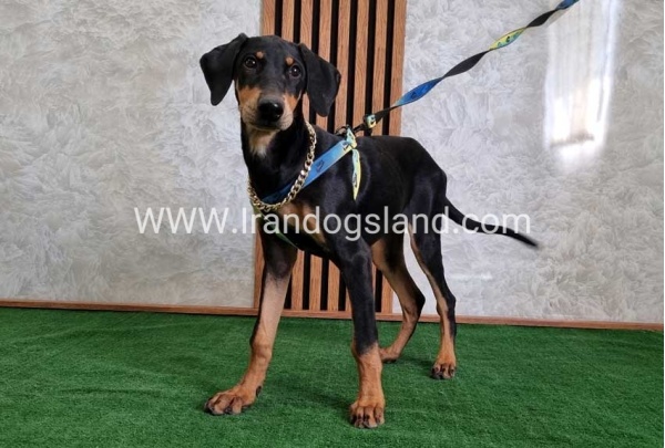 twlh-dwbrmn-doberman-136_2
