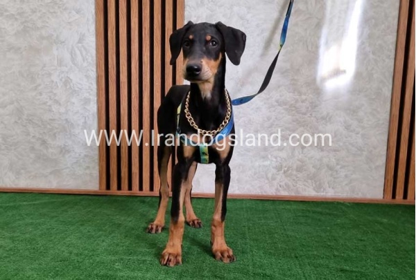 twlh-dwbrmn-doberman-136_3