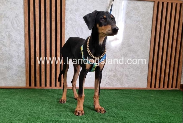 twlh-dwbrmn-doberman-136_4