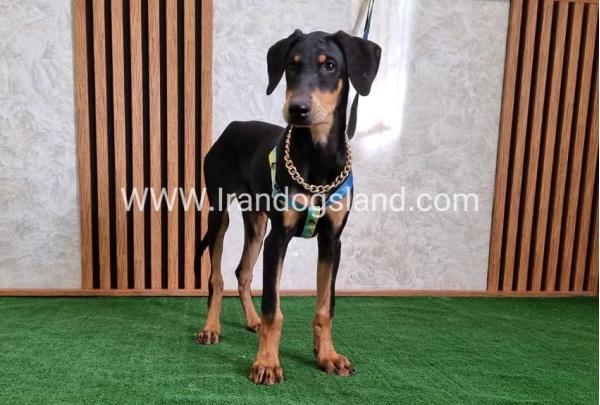 twlh-dwbrmn-doberman-136_5