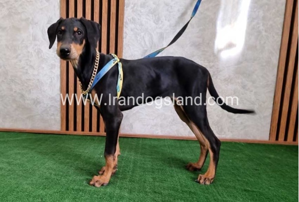 twlh-dwbrmn-doberman-136_6