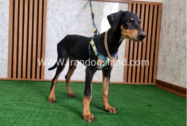 twlh-dwbrmn-doberman-136_7
