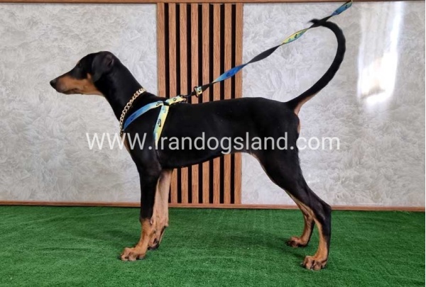 twlh-dwbrmn-doberman-136_8