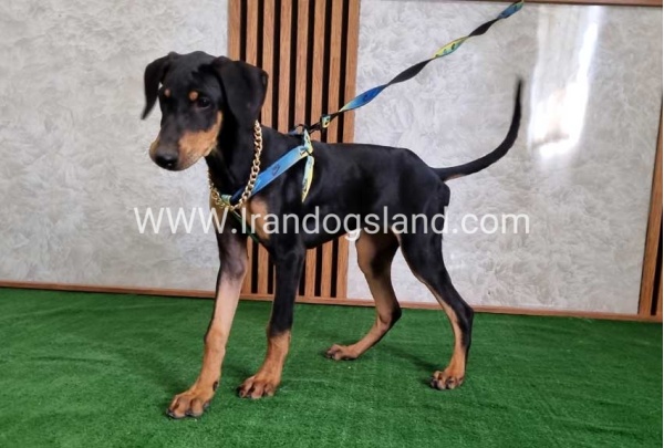 twlh-dwbrmn-doberman-136_9
