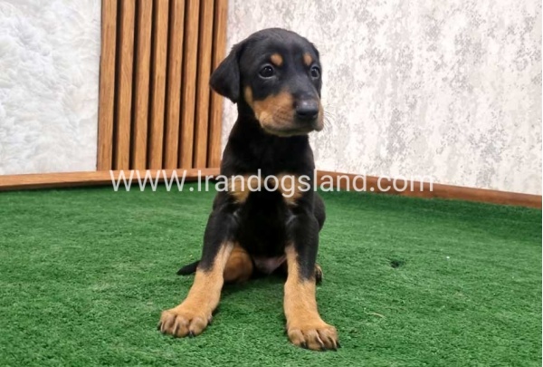 twlh-dwbrmn-doberman-138_2