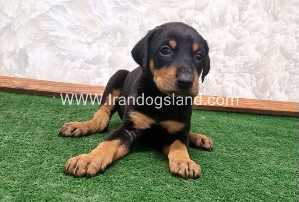 twlh-dwbrmn-doberman-138_3